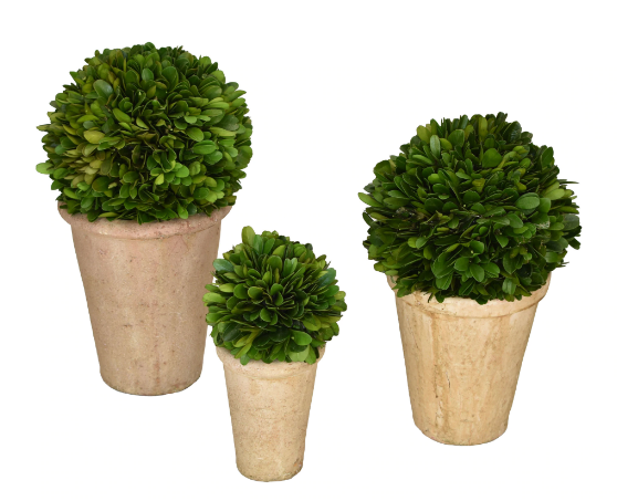 PRESERVED BOXWOOD BALLS IN POTS - SET OF 3