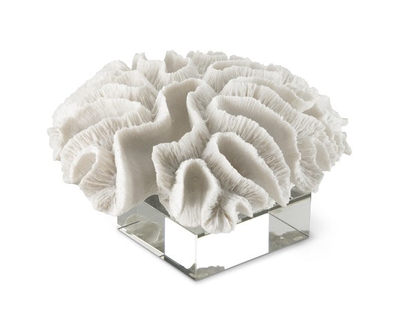 BRAIN CORAL